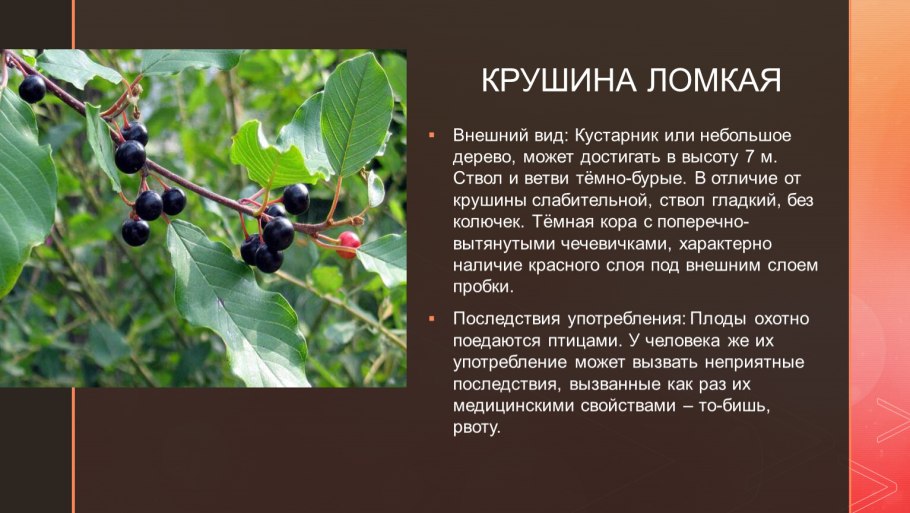 Кустарник Крушина ядовитый?