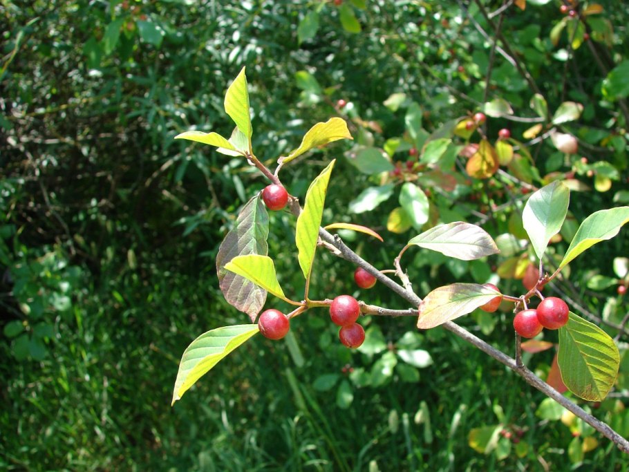 Крушина ломкая красная