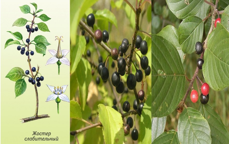 Жостер слабительный Крушина