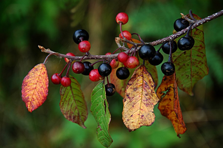 Волчья ягода Крушина