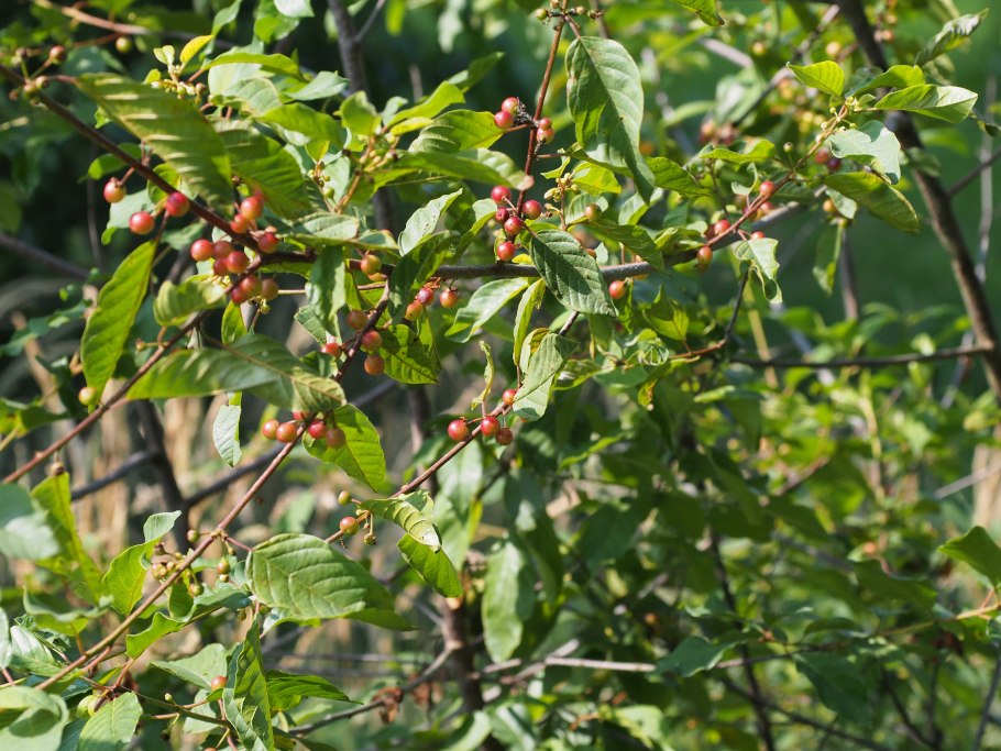 Крушина ольховидная Frangula Alnus