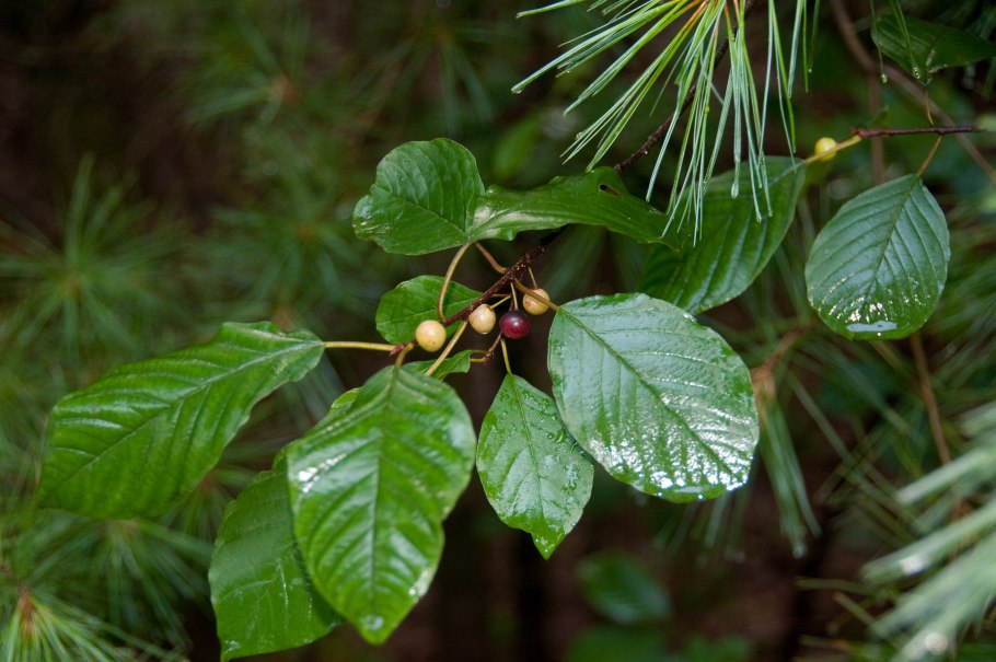 Крушина ольховидная Frangula Alnus