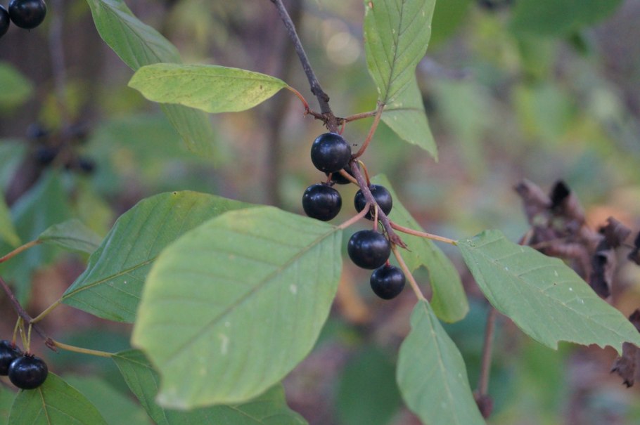 Крушина черноплодная