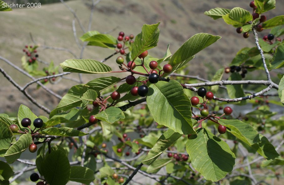 Крушина красная