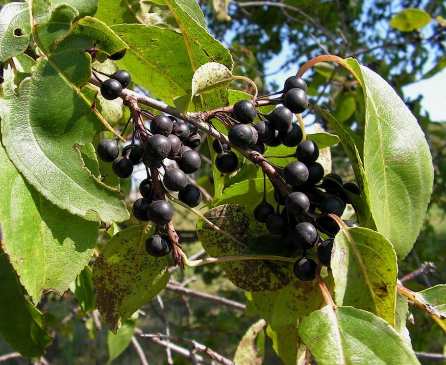 Жостер слабительный (Rhamnus cathartica)