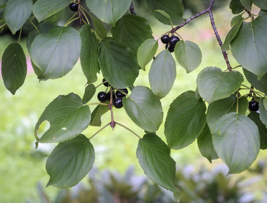 Rhamnus cathartica l.