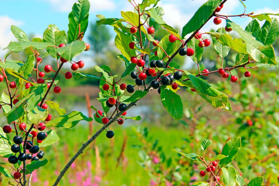 Ягоды крушины ядовиты