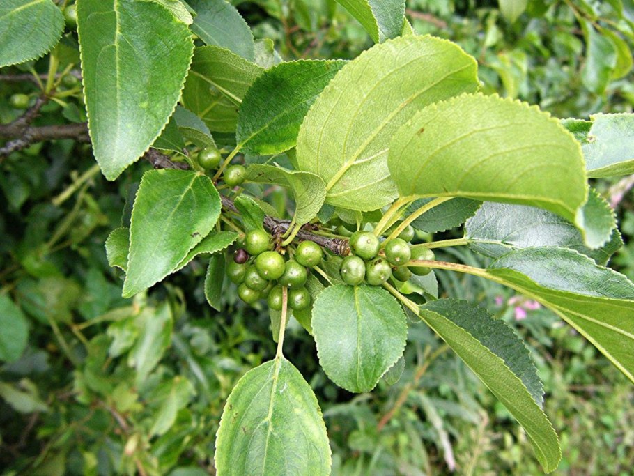 Крушина слабительная (Rhamnus cathartica)