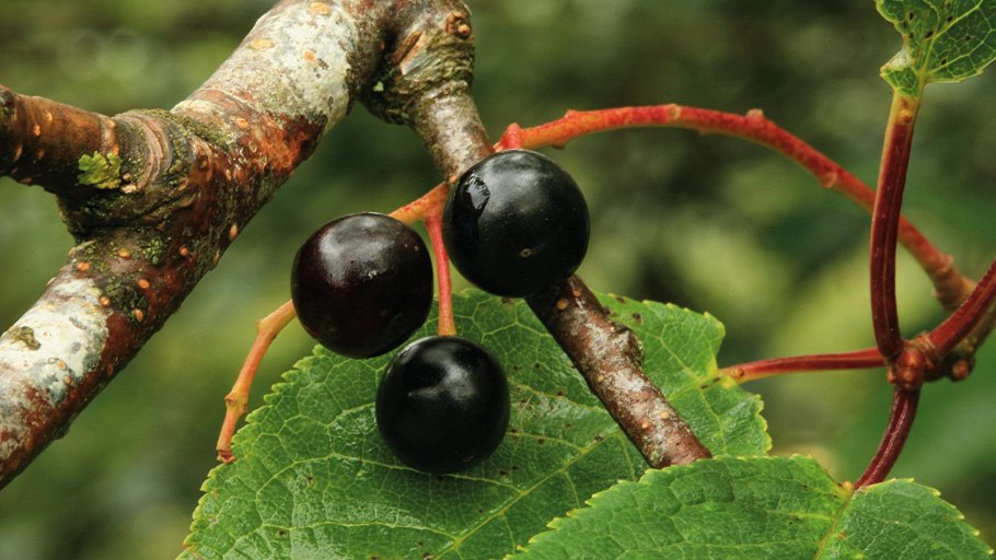 Съедобное дикорастущее дерево