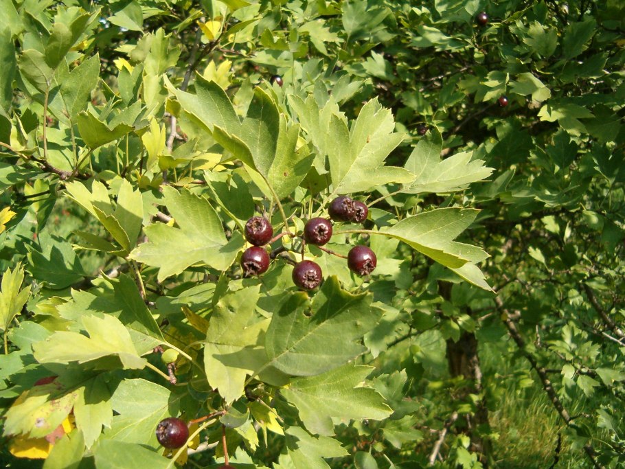 Crataegus pentagyna