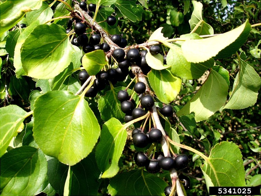 Крушина слабительная (Rhamnus cathartica)