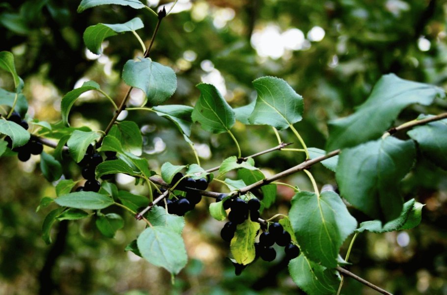 Жостер слабительный куст