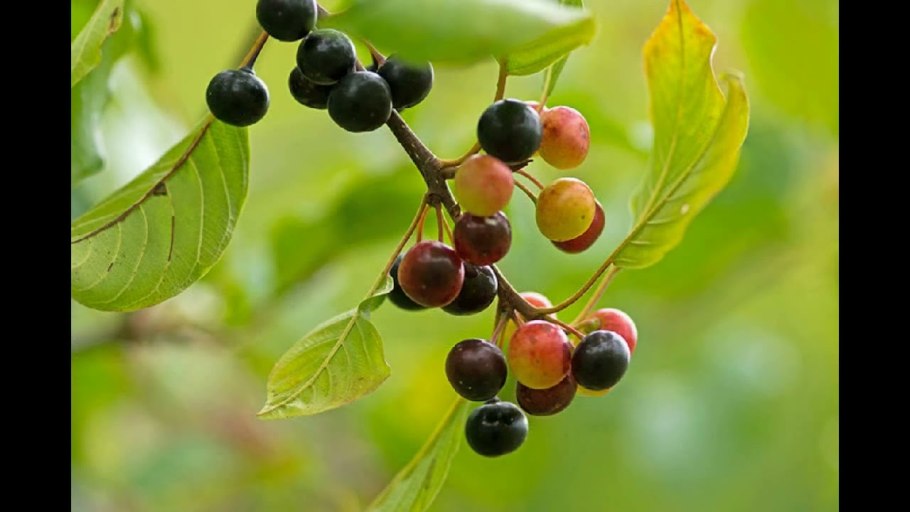 Ягоды крушины съедобны