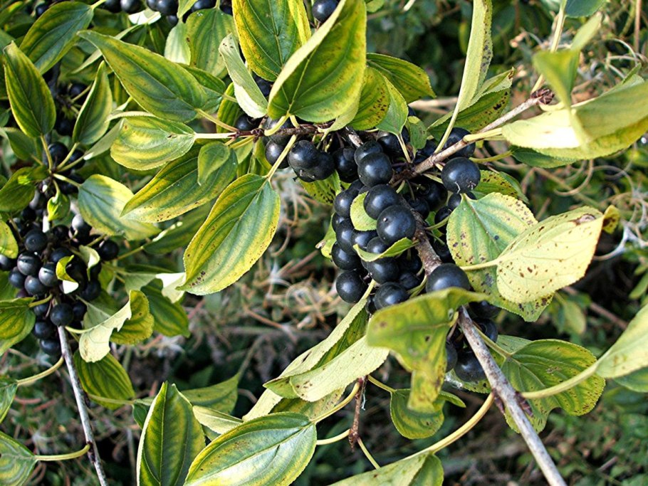 Жостер вечнозеленый