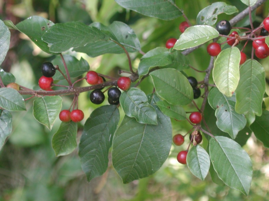 Волчья ягода Крушина