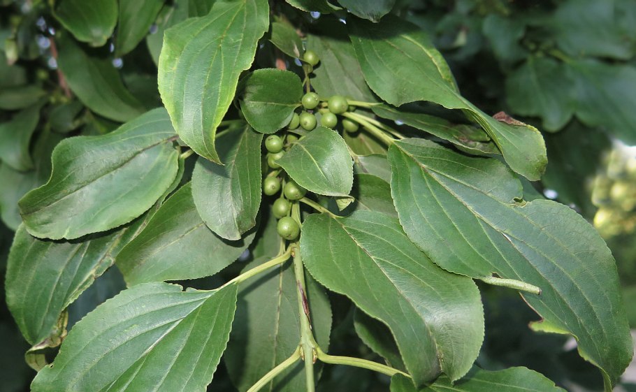 Жостер Даурский