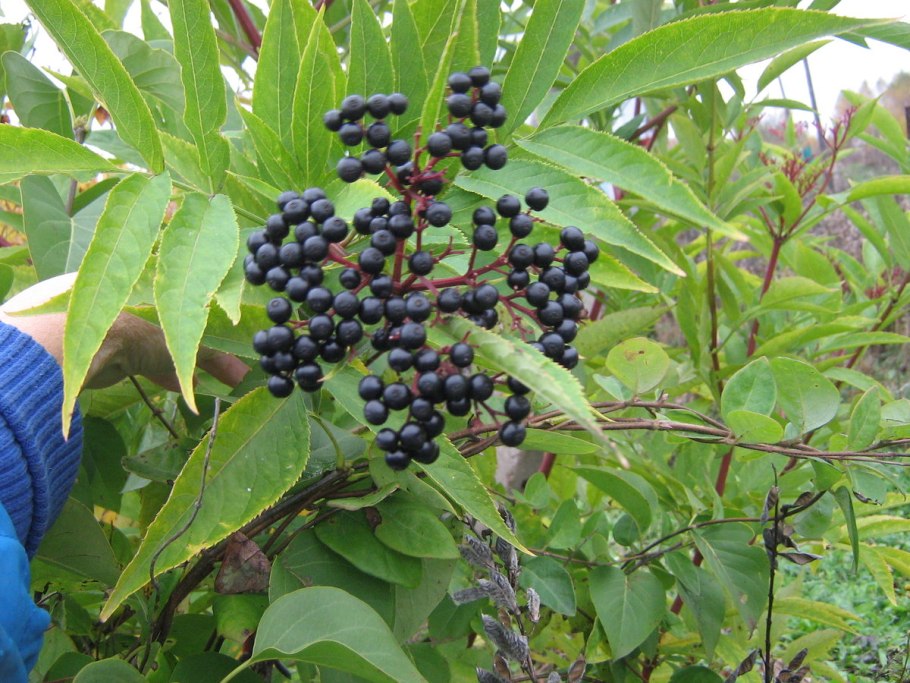 Крушина черноплодная