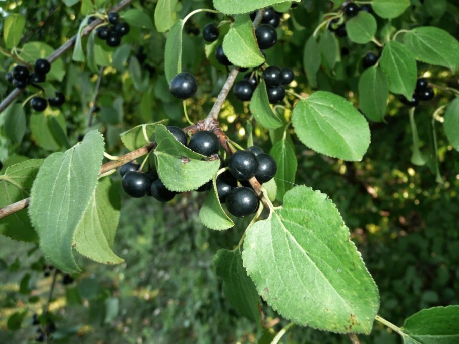 Крушина слабительная (Rhamnus cathartica)