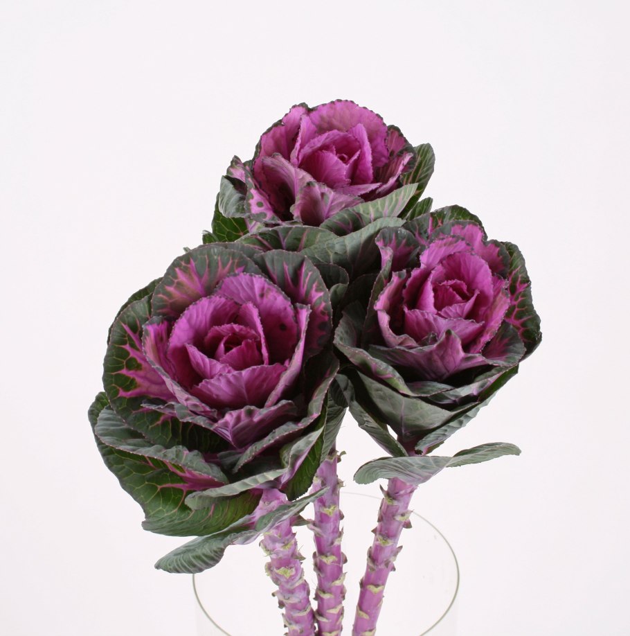 Брассика Крейн Пинк