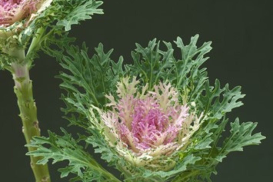 Брасика Крейн Квин