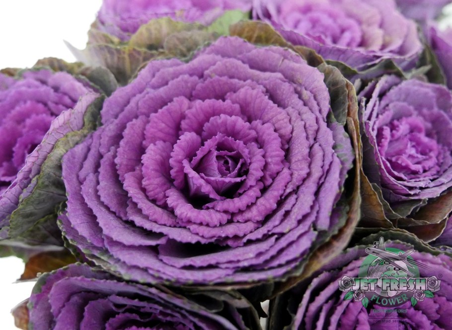 Брассика Элеганс