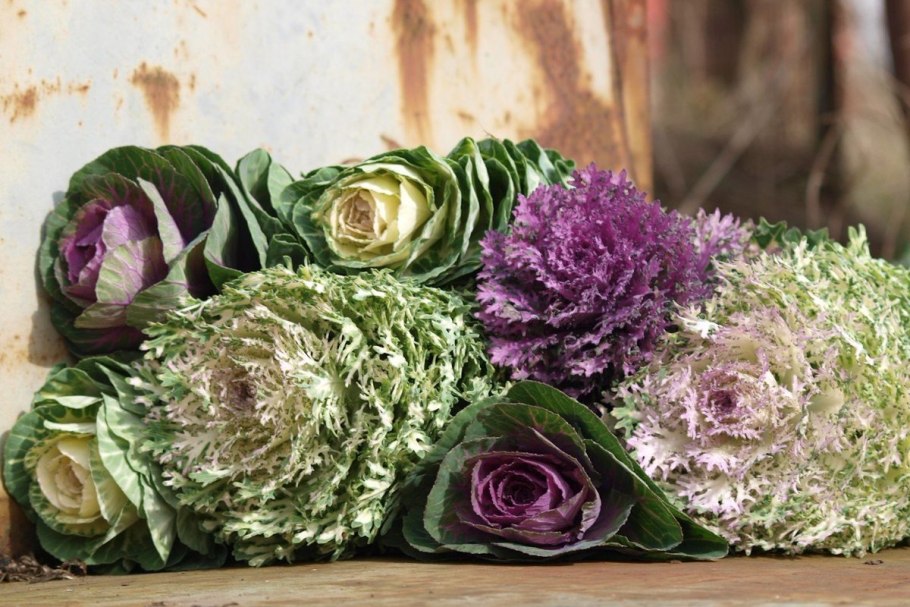 Брассика ред Крейн