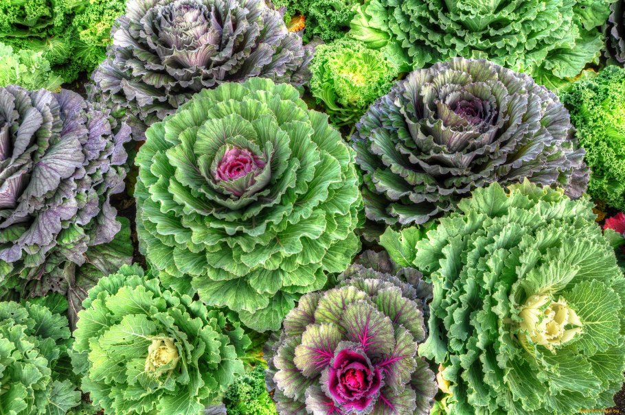 Капуста Брассика рассада