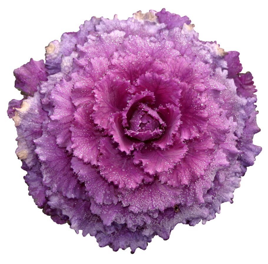 Брассика Блэк