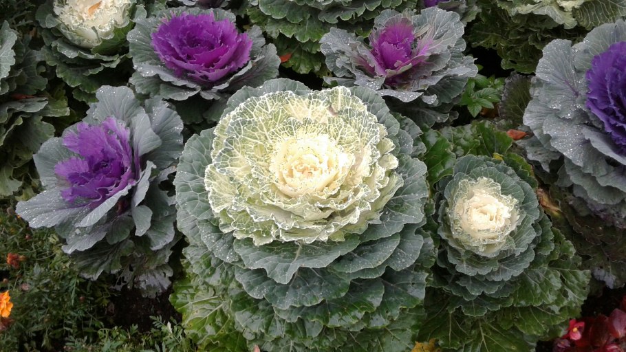 Декоративная капуста Крейн Пинк