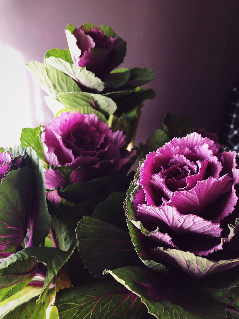 Брассика Крейн Пинк