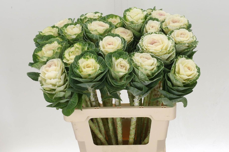 Brassica White Crane