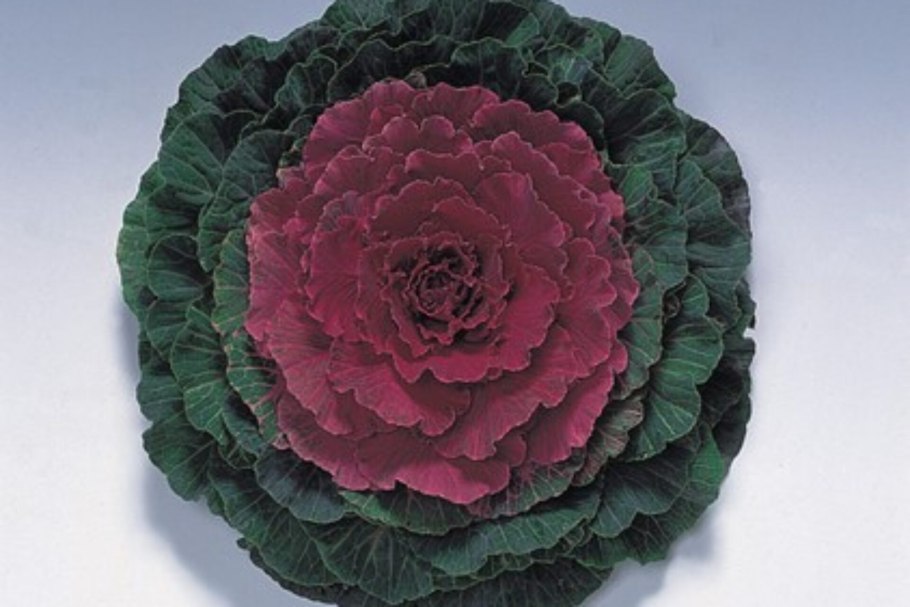 Капуста декоративная Songbird Red