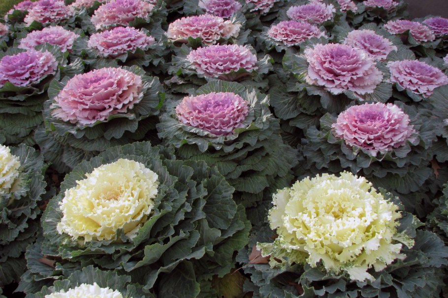 Декоративная капуста Brassica oleracea