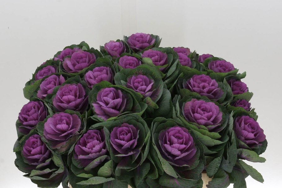 Брассика Крейн Пинк