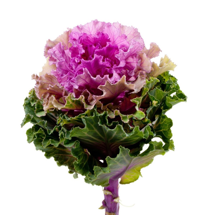 Декоративная капуста Brassica oleracea