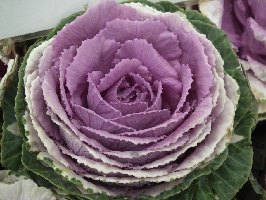 Декоративная капуста Brassica oleracea