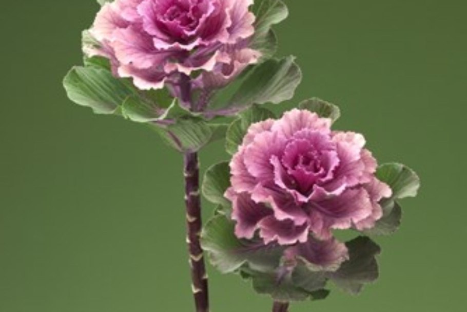 Брассика Роуз