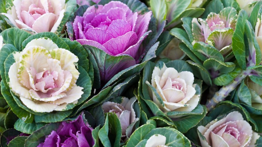 Брасика Крейн