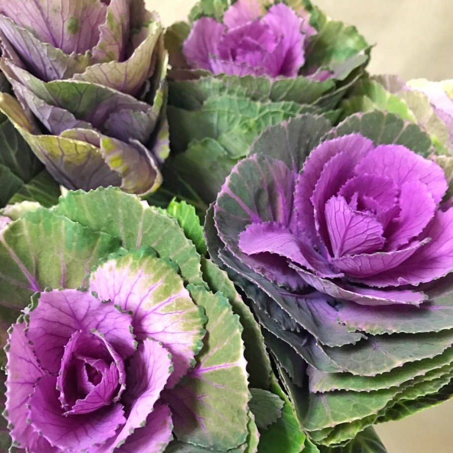 Брасика Крейн