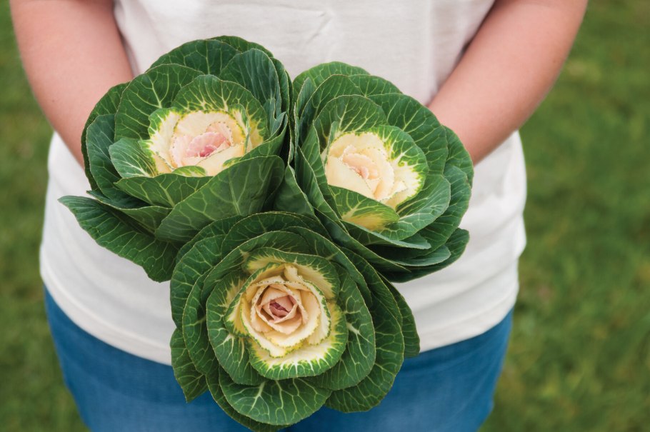 Капуста декоративная Брассика Санрайз