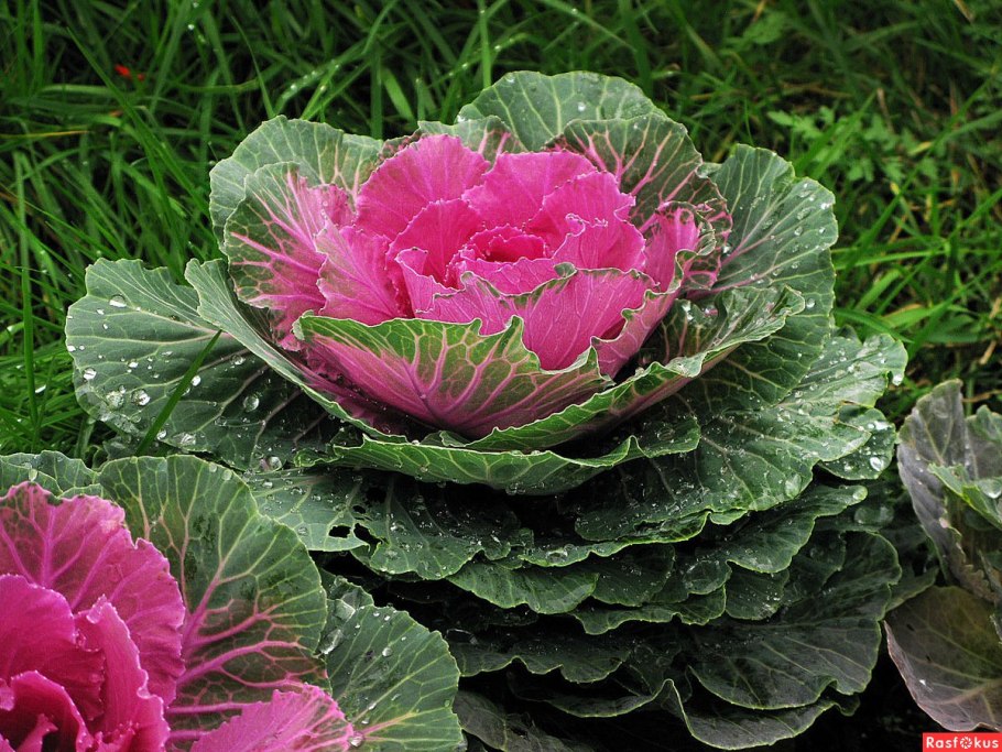 Декоративная капуста Крейн Пинк