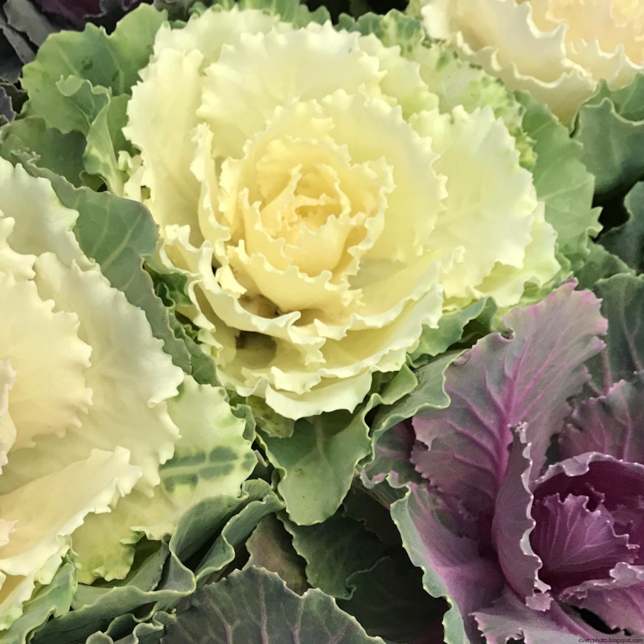 Капуста декоративная Нагойя Роуз