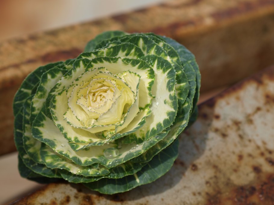 Брассика Crane White