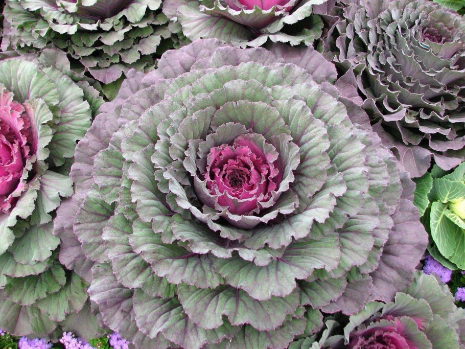 Брассика Крейн Пинк