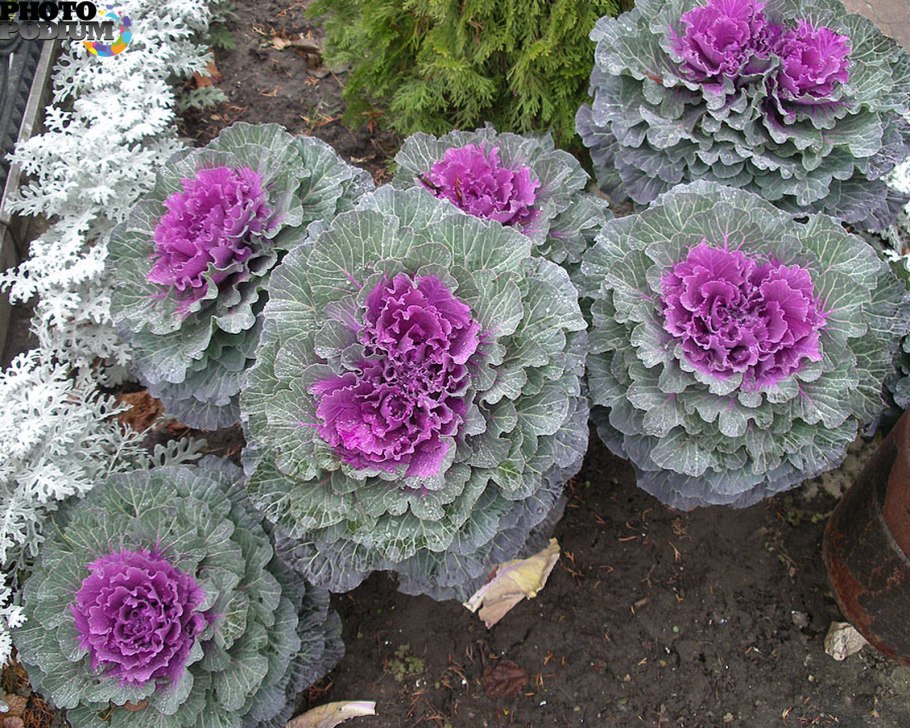 Капуста декоративная Санрайз