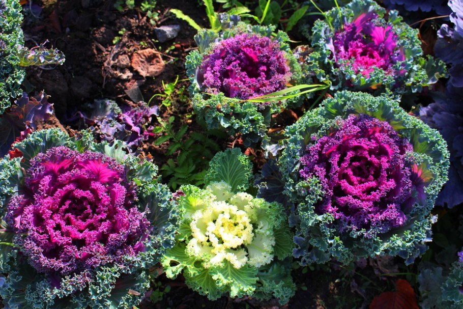 Капуста декоративная Крейн двуцветная f1