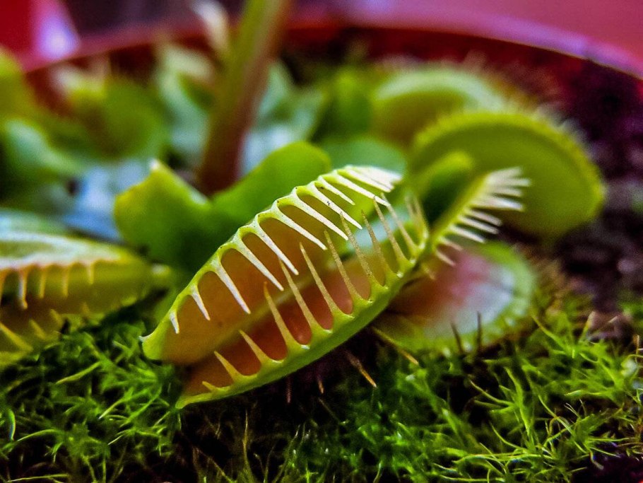 Венерина Дионея