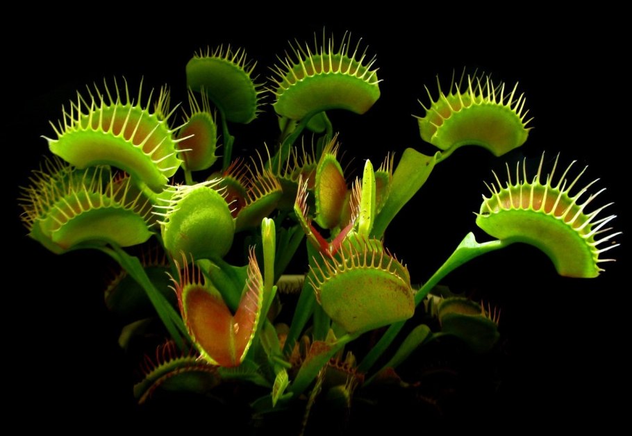 Растение Венерина мухоловка
