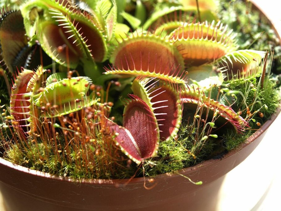 Венерина мухоловка полив