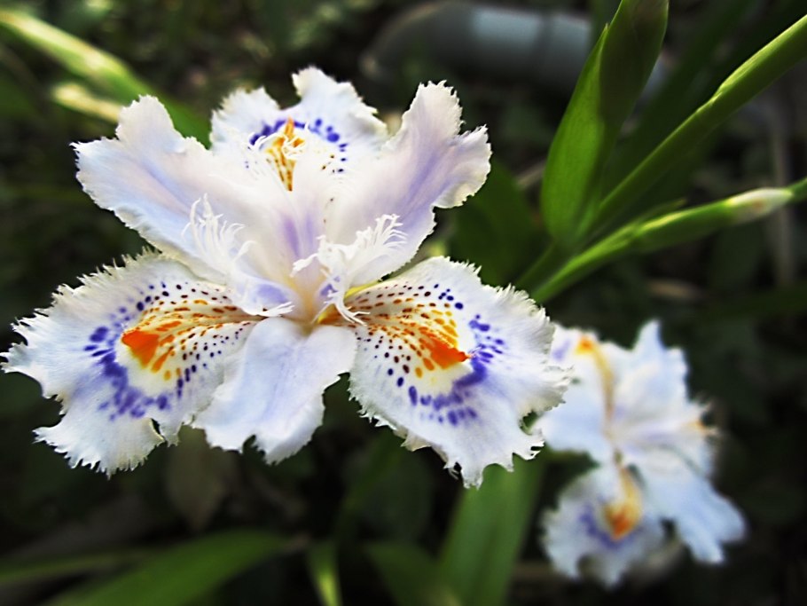 Ирис мечевидный Кристал Хало